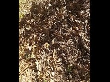 Cumshot de fantasía