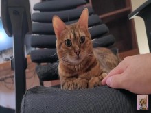 Gatito peludo de altos vuelos no siente nada por lo que haces.... Dueño ignorado