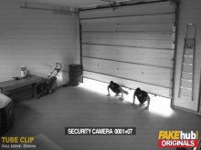 FAKEhub Originals Ladrones se follan a una jovencita sola en casa por el culo